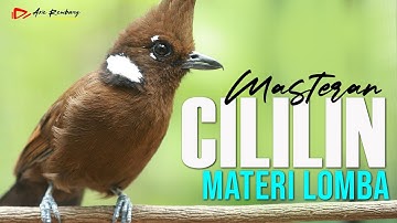 MASTERAN CILILIN GACOR DURASI PANJANG