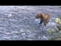 2017 Grizzly 2nd Year Cub chasing Salmon Unsuccessfully, 2017