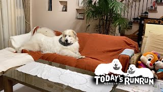 お母さんの掃除をチェックしてアレンジをするアランです　Great Pyrenees　グレートピレニーズ