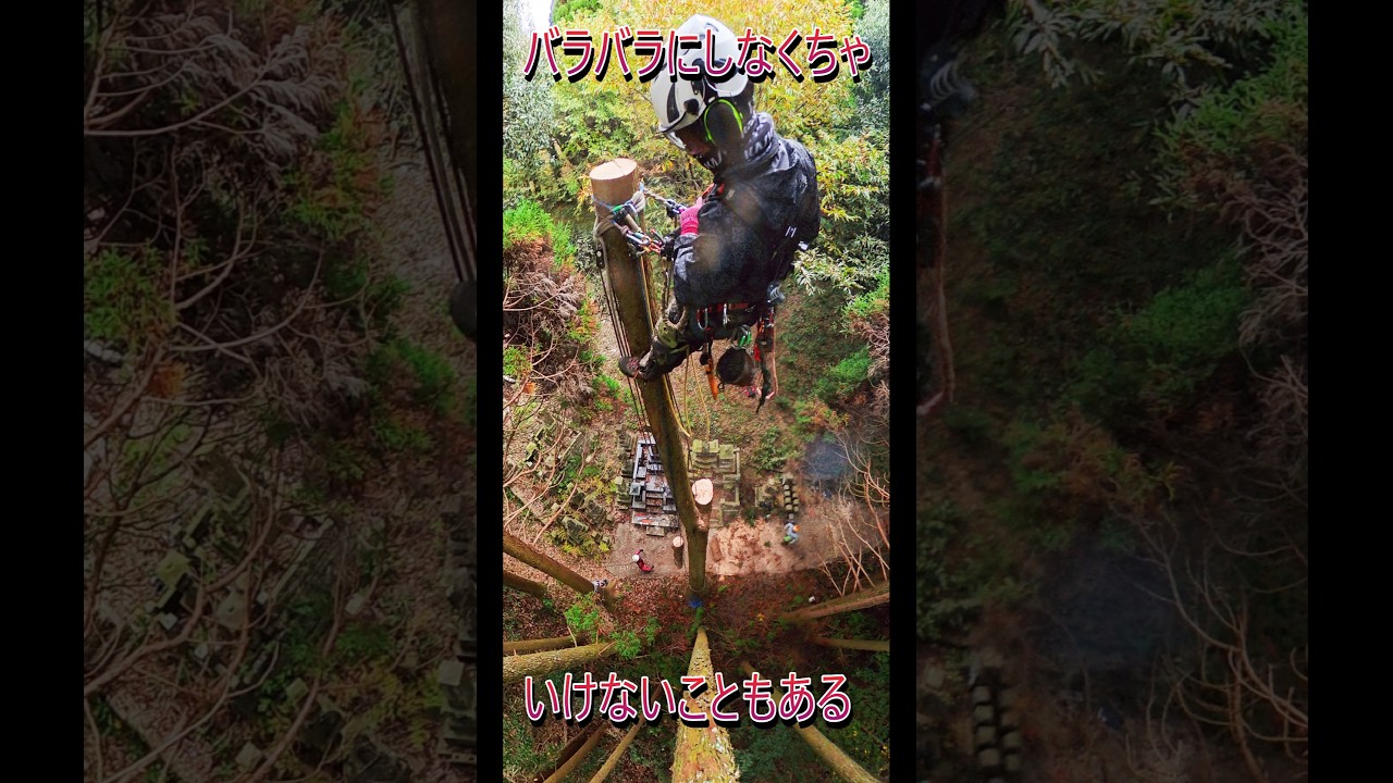運び出す道が狭くて人しか通れない程度の道幅のとき #climbing #arbolist #特殊伐採 #空師