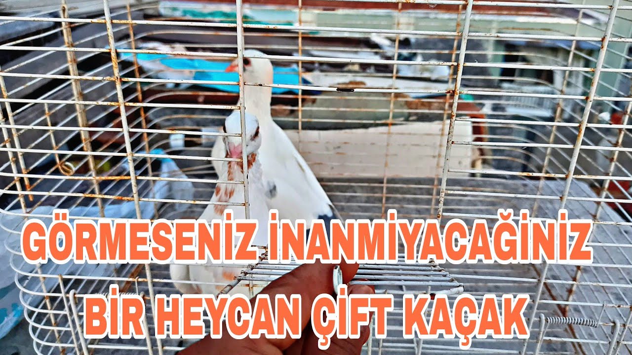 GÖRMESENİZ İNANMİYACAĞİNİZ BİR HEYCAN ÇİFT KAÇAK AKİL ALMAZ OLAY