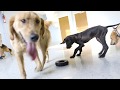 KC Dawgz: Dog Training, Dog Boarding, Doggy Daycare in Overland Park Kansas KC Dawgz: Dog Training, Dog Boarding, Doggy Daycare in Overland Park Kansas