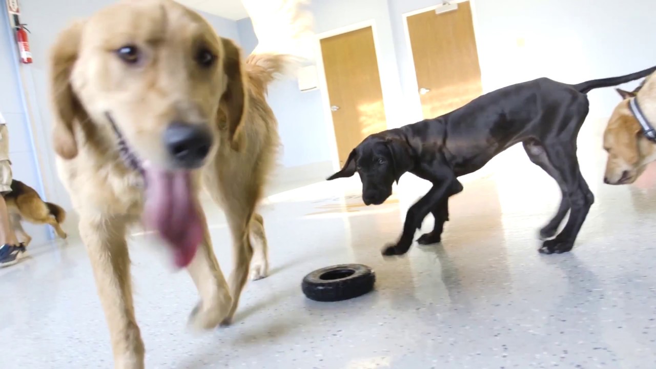 KC Dawgz Dog Training, Dog Boarding, Doggy Daycare in Overland Park