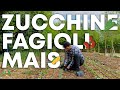 Come coltivare ZUCCHINE, FAGIOLI e MAIS con metodo BIOINTENSIVO