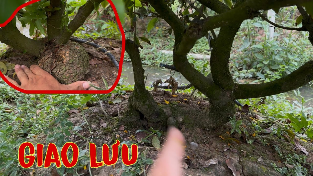 Giao Lưu Lô Mai Gốc Nhớt 10 Năm Tuổi - Lh 0942930204 Mr Bo