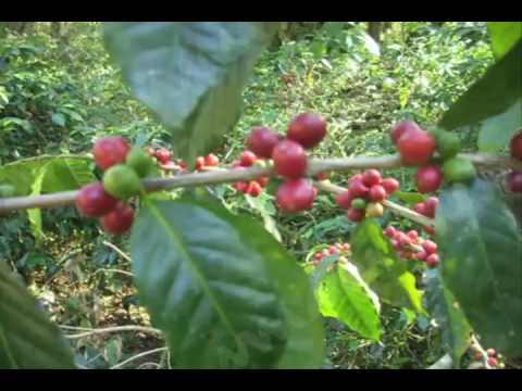 OAXACA ES EL MAYOR PRODUCTOR DE CAFE EN MEXICO MVM TELEVISION