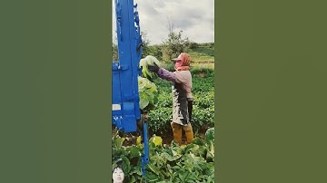 cách nông dân Trung Quốc thu hoạch bắp cải Thảo siêu to bỏ lên xe lôi nhỏ