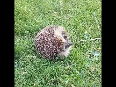 Ёжик рвёт!