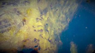 Tadpoles in our pond