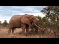 Bull elephant &quot;Umoja&quot; in Selenkay Conservancy