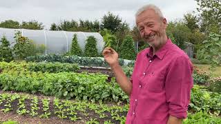 No dig garden in August new plantings fruit and summer pests