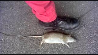 Rat gets anally probed in sidcup