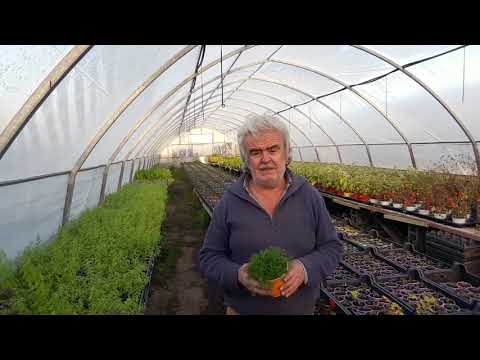 Video: Come Coltivare Una Camomilla Da Giardino Con Fiori Grandi