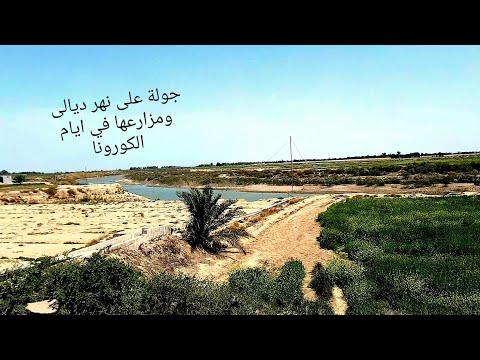نهر ديالى وبساتين اطراف بغداد ايام الكورونا نبيل العطواني