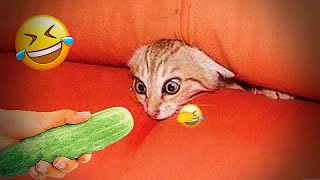 Best Funny Dogs and Cats Videos😸🐶Funniest Animal videos 2024😽#13