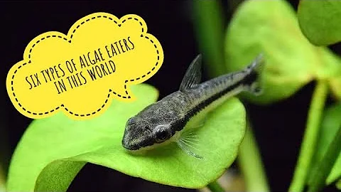 Video 2949881: fish siamese algae, chinese siamese