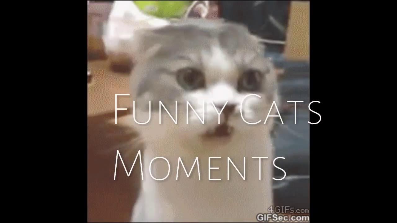 Кот нюхает носки. Кота вштырило. Кот нюхает носок. Кот понюхал носки. Кот носок.