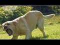 少女が絶叫した直後、飼い主を守るためにピットブル犬は飛び出した！【世界が感動！涙と感動エピソード】
