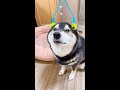 【そりゃないよ~】完全に油断していた柴犬に降りかかる悲劇。Something happened to the dog during the massage! !