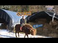 [ENG SUB] 사람 말 알아듣는 근육질 1톤 애완소 a muscular bull who understands human speech.