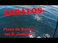 Pesca Robalos em Aveiro