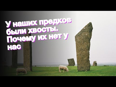 У наших предков были хвосты. Почему их нет у нас