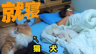 飼い主が就寝中に犬猫俺が大暴れ😪【朝まで隠し撮り】　PDS