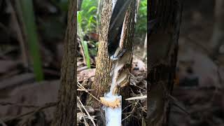 Getah yang sangat sangat luar biasa #petanikaret #seluruhdunia #panengetah