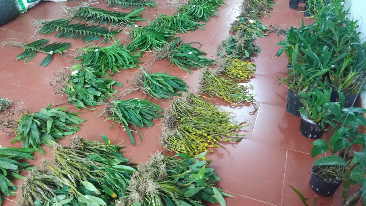 lan rừng ngày 05/7_0392598516_mokara,kiều,đen rô xuân,trầm,chồn,tam bảo ...