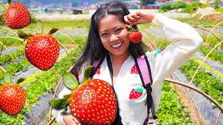 MY FIRST EXPERIENCE PICKING STRAWBERRIES | LIFE IN THE PHILIPPINES | ISLAND LIFE