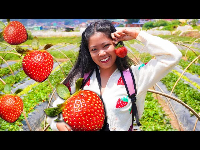 MY FIRST EXPERIENCE PICKING STRAWBERRIES | LIFE IN THE PHILIPPINES | ISLAND LIFE class=