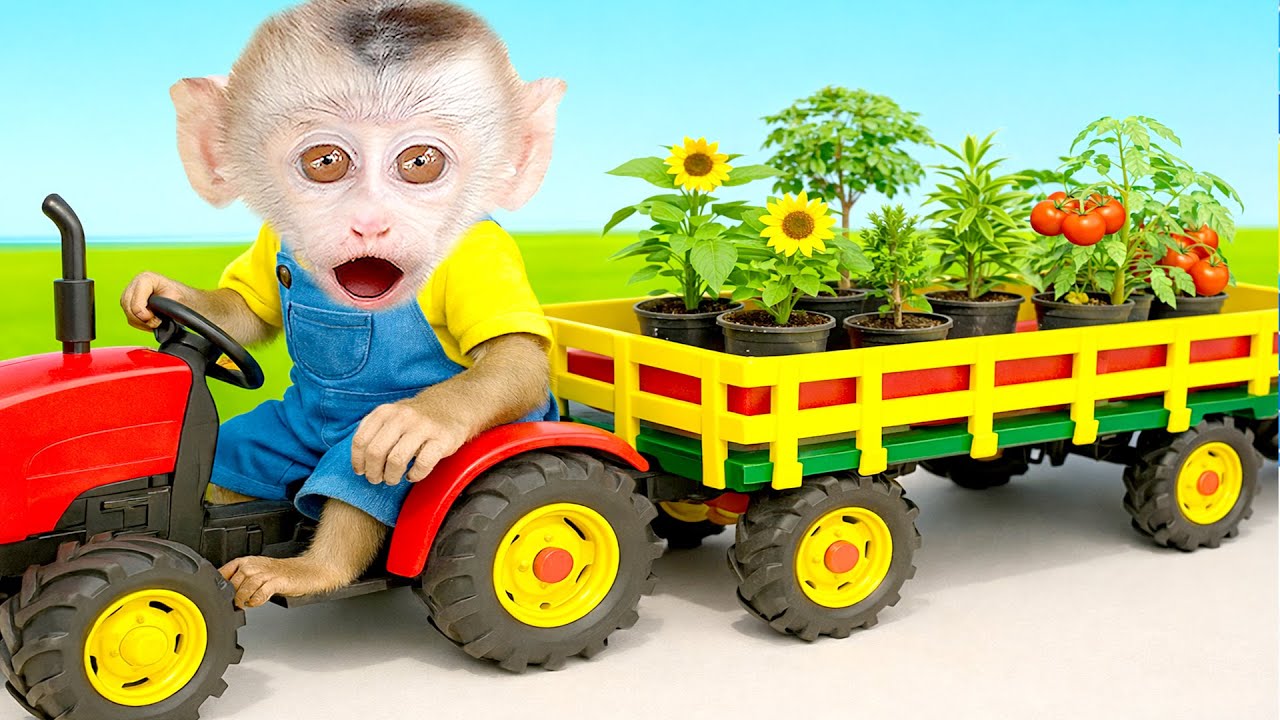 Mono BenBen conduce el tractor y transporta tierra para plantar - Mono BenBen