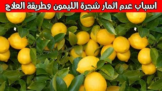 اسباب عدم اثمار شجرة الليمون وتأخر اثمارها  وكيفية علاجها | كيفية زيادة ثمار شجرة الليمون