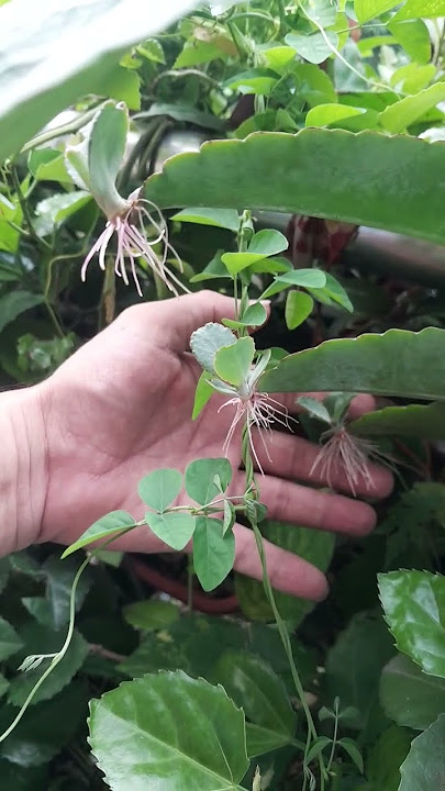 kaloncho plants with offspirings     13 June 2025