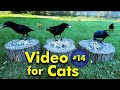 Tv for cats  backyard bird and squirrel watching  14