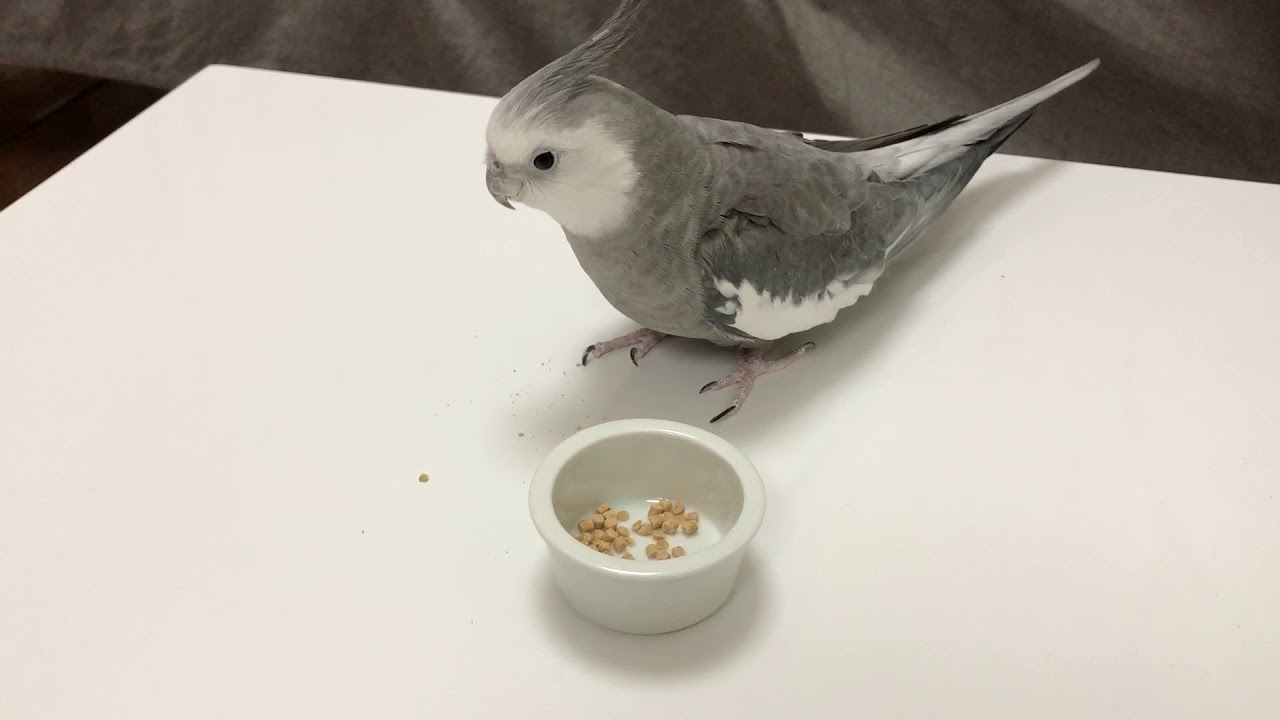 ペレットおすすめランキング アンケート調査 インコ 鳥 鳥くさいどっとこむ