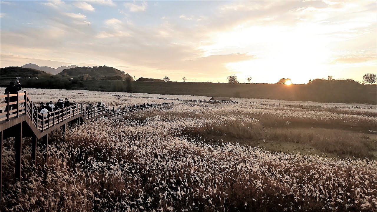 Beautiful Silver Grass At Autumn Season In Korea 억새랑 갈대랑 뭐가 다른거죠 가을에 가볼만한 곳 Youtube