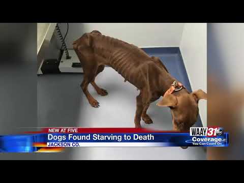Two Jackson Co. residents arrested after animal control found emaciated ...