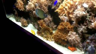 Underwater Adventures Aquarium At Mall Of America