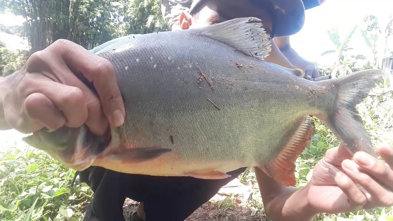 Mancing Strike Ikan Bawal Sampai Joran Patah. - YouTube