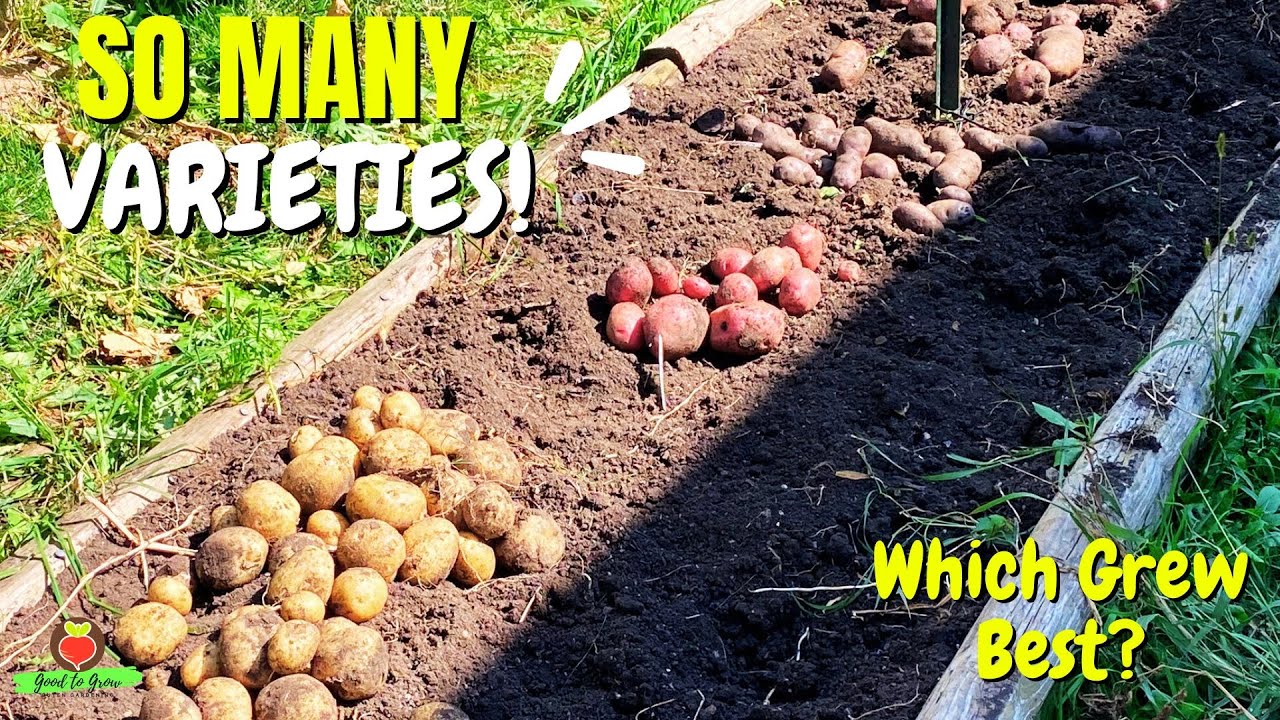 Discover 11 AMAZING Potato Varieties in Our Garden - YouTube