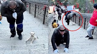 Download Lagu A stray puppy knelt with pilgrims in worship but was cruelly kicked down the steps by a tourist MP3 Download Lagu A stray puppy knelt with pilgrims in worship but was cruelly kicked down the steps by a tourist MP3