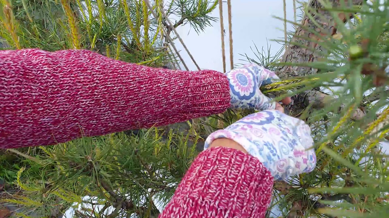 Wiosenne przycinanie i formowanie sosny | niwapo.pl