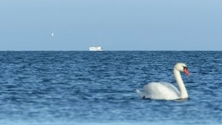 Fishing boat coming into view over the horizon