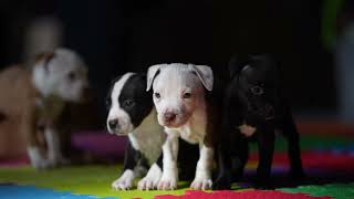 Funny pitbull puppies