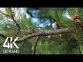 Bird songs  8 hours of birds singing in the forest  nature relaxation in 4k ultra