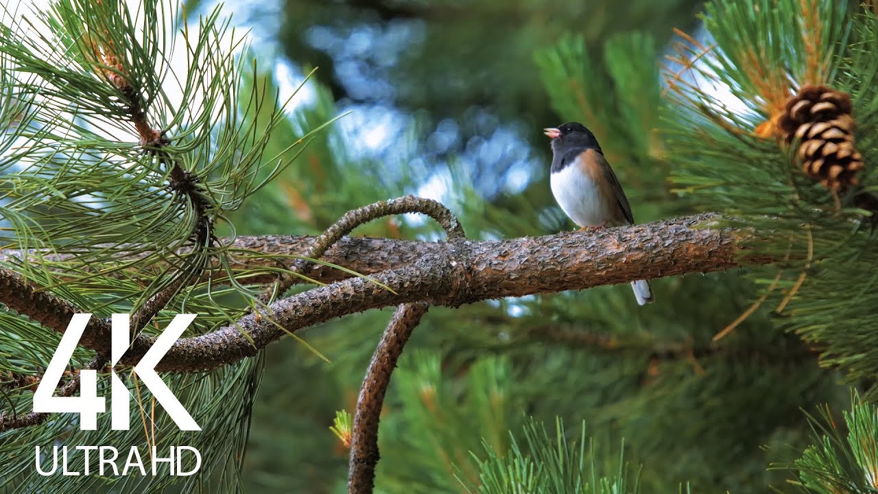 Bird Songs   8 HOURS of Birds Singing in the Forest   Nature Relaxation Video in 4K Ultra HD