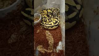 Firefly Chocolate Orange Dream! INSANE Ball Python Morph Reveal 🐍🔥 | Fresh Shed &amp; Chunky!
