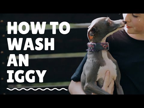 Como lavar An Italian Greyhound