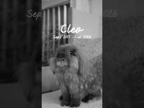 Goodnight Cleo 🕊️